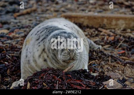 Gray Seal (Halichoerus grypus) Moulted weaned pup on pebble beach Stock Photo