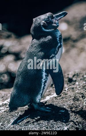 Galapagos Penguin on Bartolome Island in Galapagos Islands, Ecuador Stock Photo