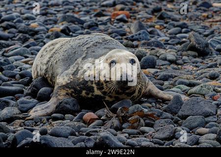 Grey Seal (Halichoerus grypus) Adult female resting on pebble beach. Stock Photo