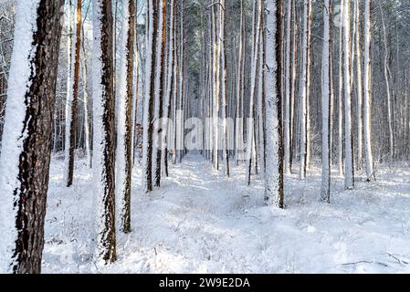 Pine and willow forest covered with snow on a frosty day in central Poland, snow covered trunks visible. Stock Photo