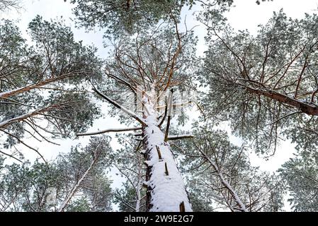 Pine and willow forest covered with snow on a frosty day in central Poland, snow covered trunks visible. Stock Photo