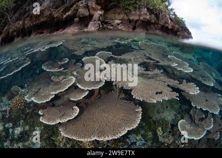 Fragile reef-building corals thrive on a shallow coral reef in Raja Ampat, Indonesia. This region supports high marine biodiversity. Stock Photo