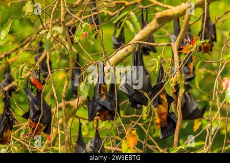 close-up hanging Mariana fruit bat (Pteropus mariannus) on blue sky nature background in Sri Lanka . wild animal concept. Stock Photo