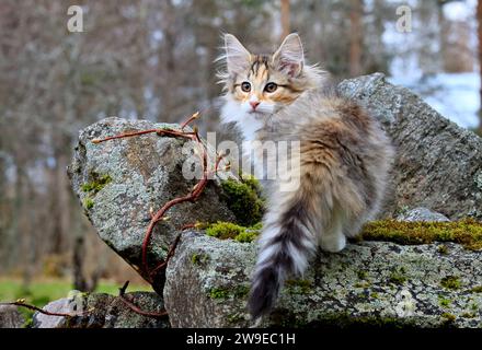 A sweet norwegian forest cat kitten standing on a stone at a garden Stock Photo