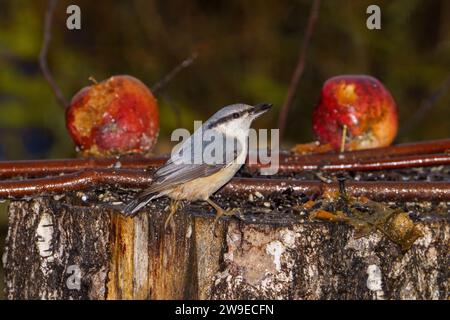 Sitta europaea Family Sittidae Genus Sitta Eurasian nuthatch Wood nuthatch wild nature bird photography, picture, wallpaper Stock Photo