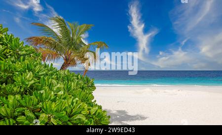 Tropical green vegeation with palm tree and bush on beach of tropical island in front of blue ocean. Vibrant blue sky with view over turquoise sea. In Stock Photo