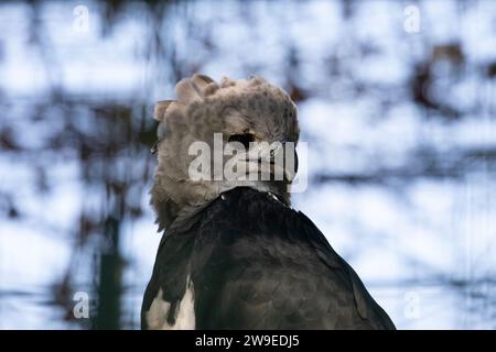 harpy eagle (American harpy eagle, Harpia harpyja) neotropical species of eagle in selective focus. also known as royal-hawk looking at camera. Birds Stock Photo