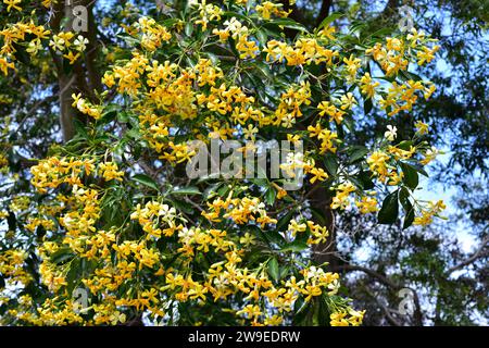 Native frangipani (Hymenosporum flavum) is a tree native to Australia and New Guinea. Stock Photo