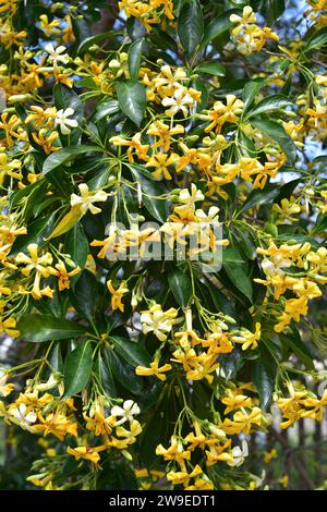 Native frangipani (Hymenosporum flavum) is a tree native to Australia and New Guinea. Stock Photo