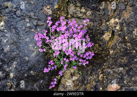 Alpine balsam or fairy foxglove (Erinus alpinus) is a perennial herb native to south and central Europe. This photo was taken in Bureba, Burgos provin Stock Photo