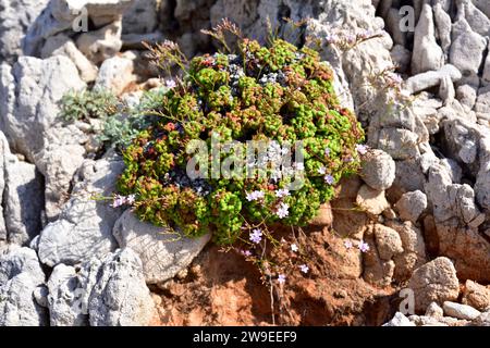 Coca de mar or siempreviva (Limonium minutum) is a perennial herb endemic to Mallorca and Menorca islands, Balearic Islands, Spain. This photo was tak Stock Photo