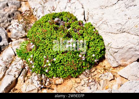 Coca de mar or siempreviva (Limonium minutum) is a perennial herb endemic to Mallorca and Menorca islands, Balearic Islands, Spain. This photo was tak Stock Photo