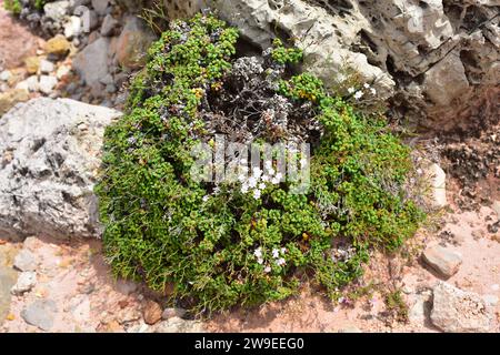 Coca de mar or siempreviva (Limonium minutum) is a perennial herb endemic to Mallorca and Menorca islands, Balearic Islands, Spain. This photo was tak Stock Photo