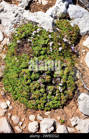 Coca de mar or siempreviva (Limonium minutum) is a perennial herb endemic to Mallorca and Menorca island, Balearic Islands, Spain. This photo was take Stock Photo