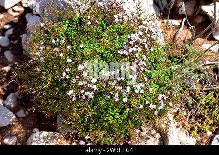 Coca de mar or siempreviva (Limonium minutum) is a perennial herb endemic to Mallorca and Menorca island, Balearic Islands, Spain. This photo was take Stock Photo