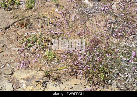 Violet sea lavender (Limonium virgatum or Statice virgata) is a perennial herb native to Mediterranean Basin coasts (specially northern basin) and sou Stock Photo