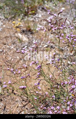 Violet sea lavender (Limonium virgatum or Statice virgata) is a perennial herb native to Mediterranean Basin coasts (specially northern basin) and sou Stock Photo