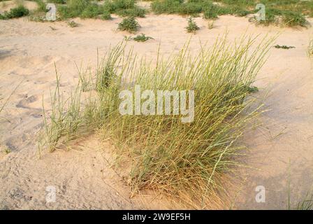 Sand couch grass (Elymus farctus or Agropyron junceum) is a perennial herb native to coasts to Europe, north Africa and Asia. This photo was taken in Stock Photo