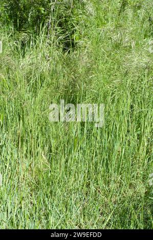 Hairy brome (Bromus ramosus) is a perennial herb native to Europe, north Africa and western Asia. Stock Photo
