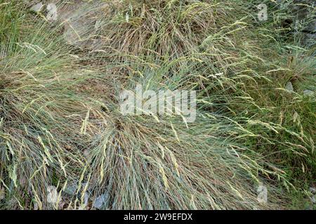 Blue fescue (Festuca glauca) is a perennial herb native to western Mediterranean Basin. Stock Photo