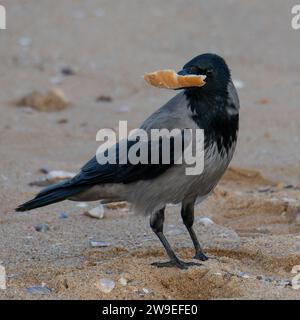 Hooded Crow Stock Photo