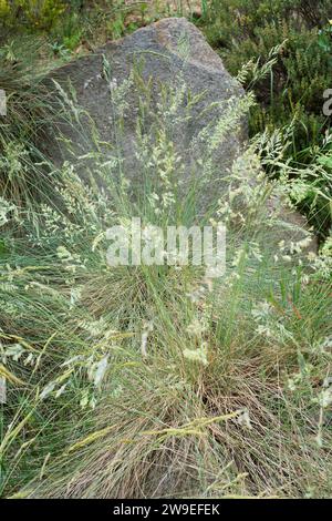 Blue fescue (Festuca glauca) is a perennial herb native to western Mediterranean Basin. Stock Photo