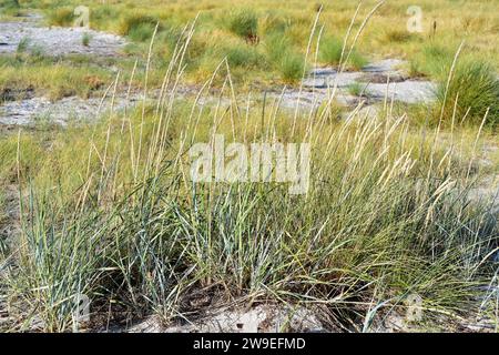 Blue lyme grass or sea lyme grass (Leymus arenarius or Elymus arenarius) is a perennial herb native to west north Europe. Back Ammophila arenaria. Thi Stock Photo