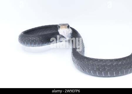 Southern black racer snake - Coluber constrictor priapus - is one of the more common species of snake in the Southeastern United States close up of fr Stock Photo