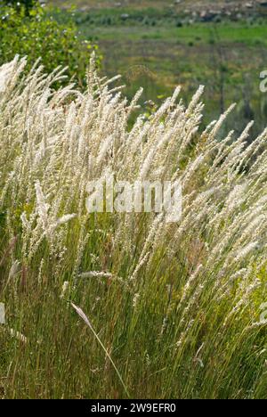 Hairy melic (Melica ciliata) is a perennial herb native to Europe, north Africa and west Asia. Stock Photo