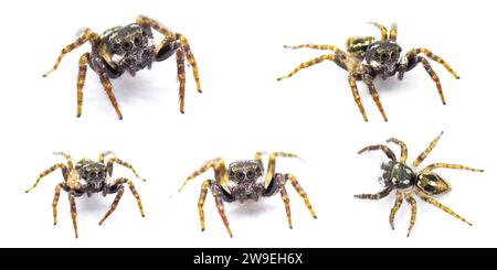 Twin flagged jumping spider - Anasaitis canosa - isolated on white background close up five views. Cute, small, adorable. named for the bright white m Stock Photo