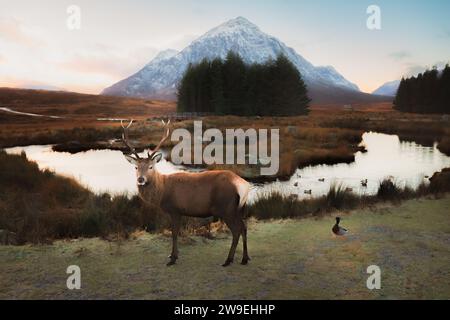 A Scottish Red Deer (Cervus elaphus scoticus) stag and male mallard (Anas platyrhynchos) at Buachaille Etive Mor in the dramatic mountain landscape of Stock Photo