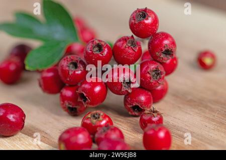 Hawthorn fruits in a close-up Stock Photo