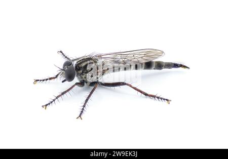 Robber Fly Color Sandhill Bladetail - Machimus hubbelli - a species of robber fly ...