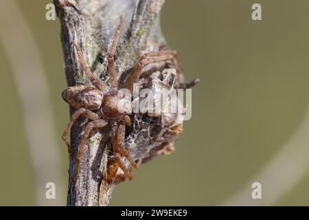 Goldfarbige Laufspinne, Laufspinne, Flachstrecker, Weibchen, Philodromus cf. aureolus, philodromid crab spider, wandering crab spider, female, Laufspi Stock Photo