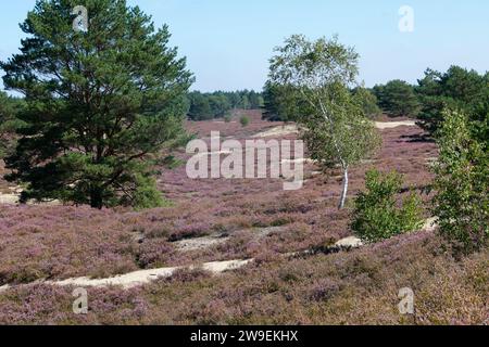 Nemitzer Heide, Heidegebiet im Naturpark Elbhöhen-Wendland, Niedersachsen, Deutschland, Heidelandschaft. Besenheide, Heidekraut, Calluna vulgaris, Com Stock Photo