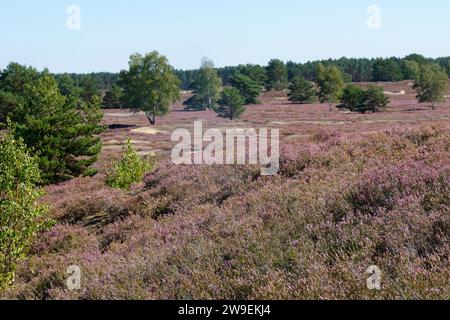 Nemitzer Heide, Heidegebiet im Naturpark Elbhöhen-Wendland, Niedersachsen, Deutschland, Heidelandschaft. Besenheide, Heidekraut, Calluna vulgaris, Com Stock Photo