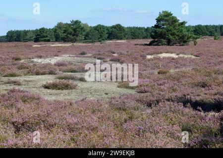 Nemitzer Heide, Heidegebiet im Naturpark Elbhöhen-Wendland, Niedersachsen, Deutschland, Heidelandschaft. Besenheide, Heidekraut, Calluna vulgaris, Com Stock Photo