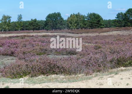 Nemitzer Heide, Heidegebiet im Naturpark Elbhöhen-Wendland, Niedersachsen, Deutschland, Heidelandschaft. Besenheide, Heidekraut, Calluna vulgaris, Com Stock Photo