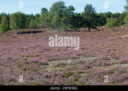 Nemitzer Heide, Heidegebiet im Naturpark Elbhöhen-Wendland, Niedersachsen, Deutschland, Heidelandschaft. Besenheide, Heidekraut, Calluna vulgaris, Com Stock Photo