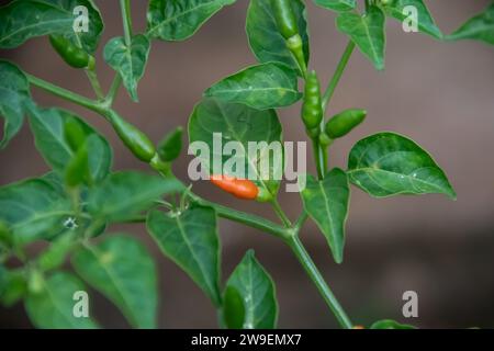 Pili Pili (also known as piri-piri or peri-peri) spicy hot papers, cultivar of Capsicum frutescens from the malagueta pepper, at organic farm Stock Photo