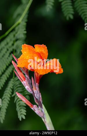 Canna indica, commonly known as  Indian shot or purple arrowroot, is a tropical perennial plant. It is a popular ornamental plant in warm climates and Stock Photo