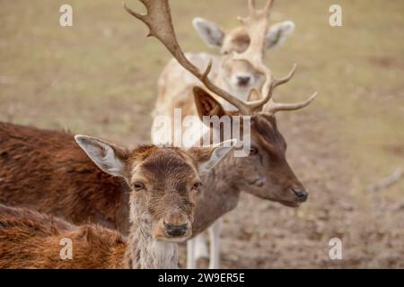 small flock of roe deer grazes in wild. selective focus. male white roe deer with horns Stock Photo