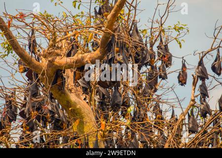 close-up hanging Mariana fruit bat (Pteropus mariannus) on blue sky nature background in Sri Lanka . wild animal concept. Stock Photo