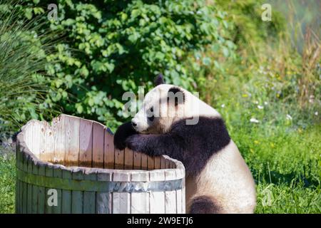 cheerful playing pandas on green lawn. Rare endangered animals protected concept. Chinese property at Berlin Zoo. cute clumsy black and white bear Stock Photo