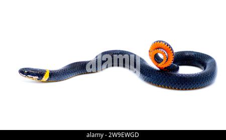 Southern ring necked or ringneck snake - Diadophis punctatus punctatus - defense posture of curling up their tail exposing bright red orange posterior Stock Photo