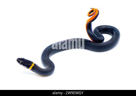 Southern ring necked or ringneck snake - Diadophis punctatus punctatus - defense posture of curling up their tail exposing bright red orange posterior Stock Photo