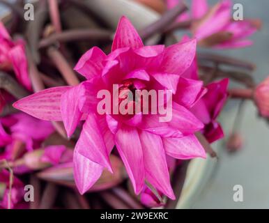 A close-up shot of a single pink flower, delicately placed in a white bowl, on top of a wooden table Stock Photo