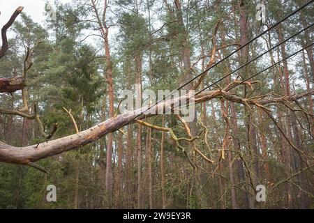 Fallen tree on power and communication lines in a forest, selective focus. Stock Photo