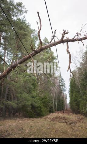 Fallen tree on power and communication lines in a forest, selective focus. Stock Photo