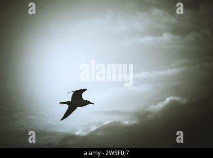 seagull lone bird flying in dramatic cloudy sky, monochrome Stock Photo